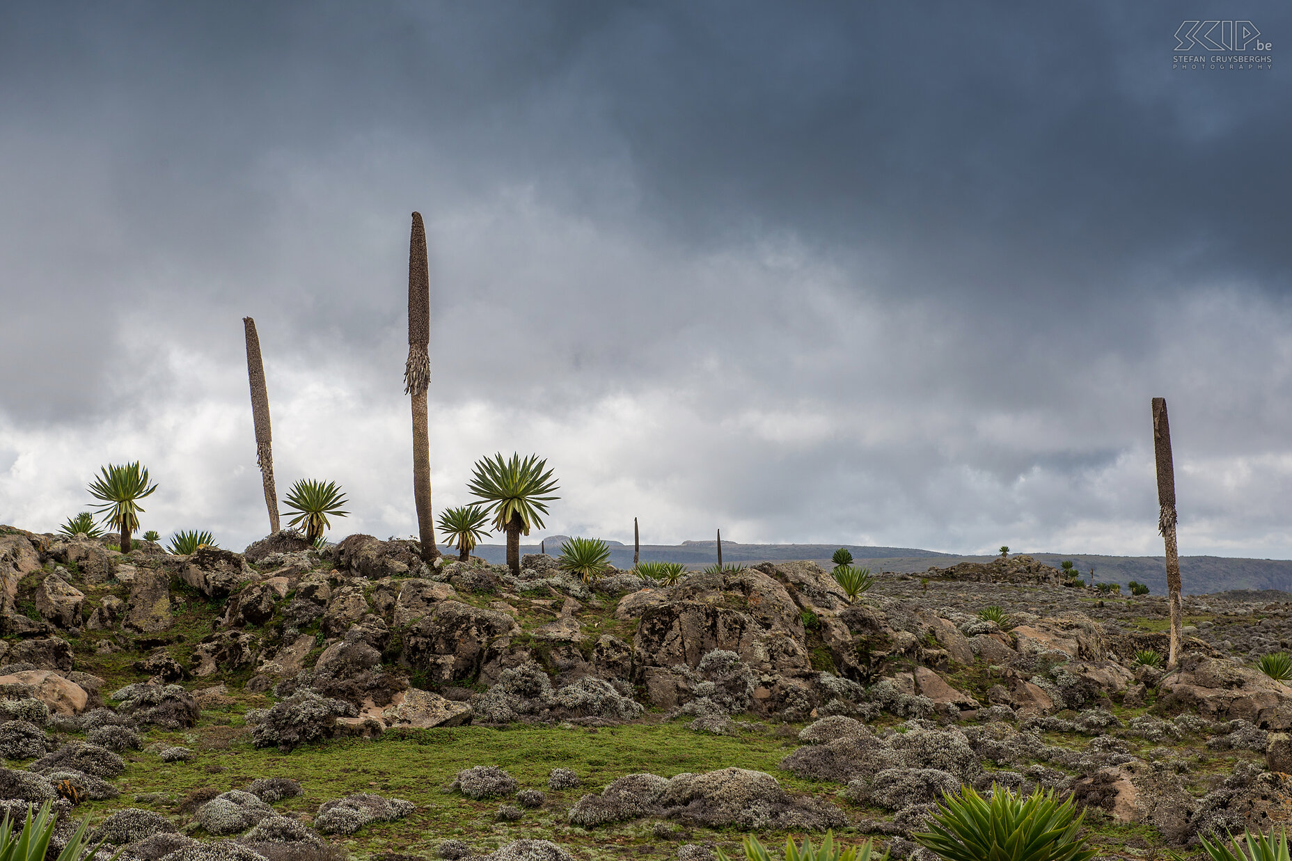 Bale Mountains - Sanetti - Reuzenlobelia Bomen en planten hebben zich op het Sanetti Plateau op 3000 tot 4000 meter hoogte aangepast aan het bijzondere koude en natte klimaat. De meeste planten zijn kleiner geworden maar de indrukwekkende reuzenlobelia (Lobelia rhynchopetalum) kan wel vijf meter hoog worden. Stefan Cruysberghs